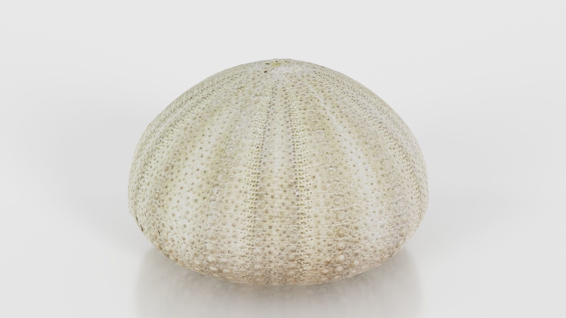 Shell Green Low-poly 3D model_22