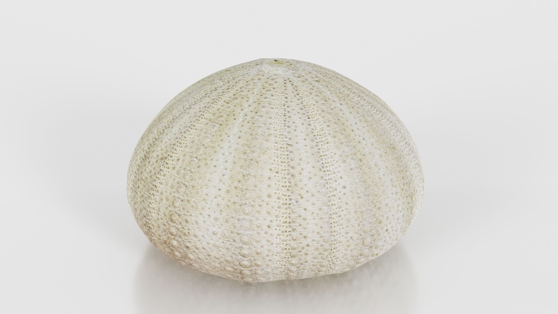 Shell Green Low-poly 3D model_20