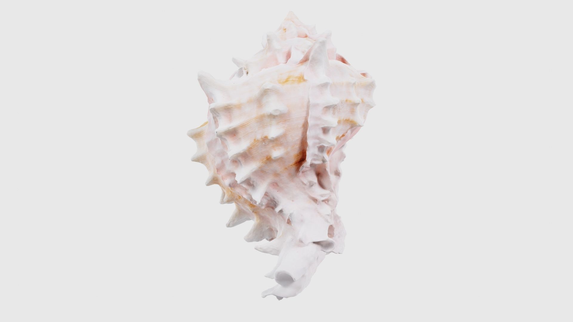 Shell Pink Low-poly 3D model_18