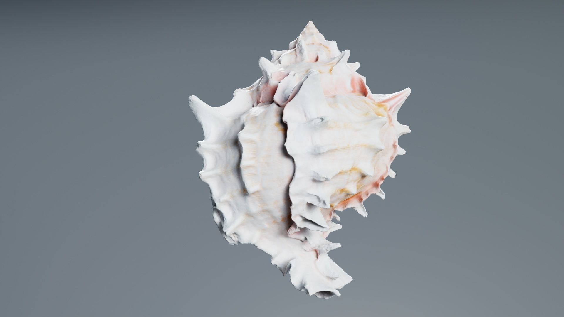 Shell Pink Low-poly 3D model_6