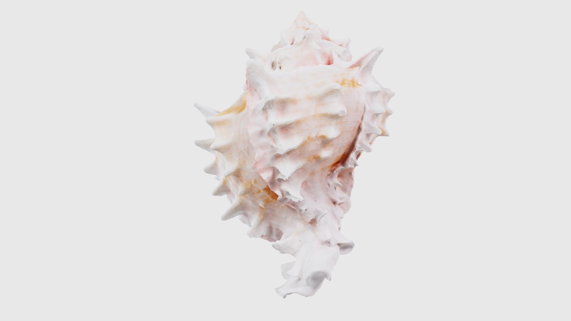 Shell Pink Low-poly 3D model_19