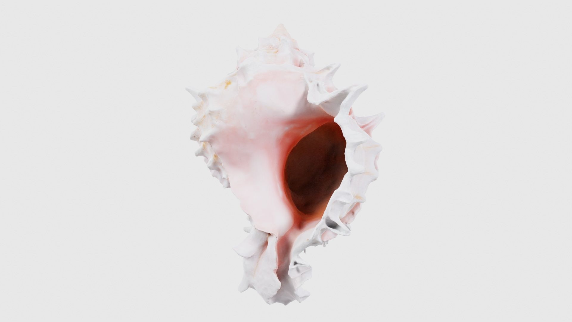 Shell Pink Low-poly 3D model_26
