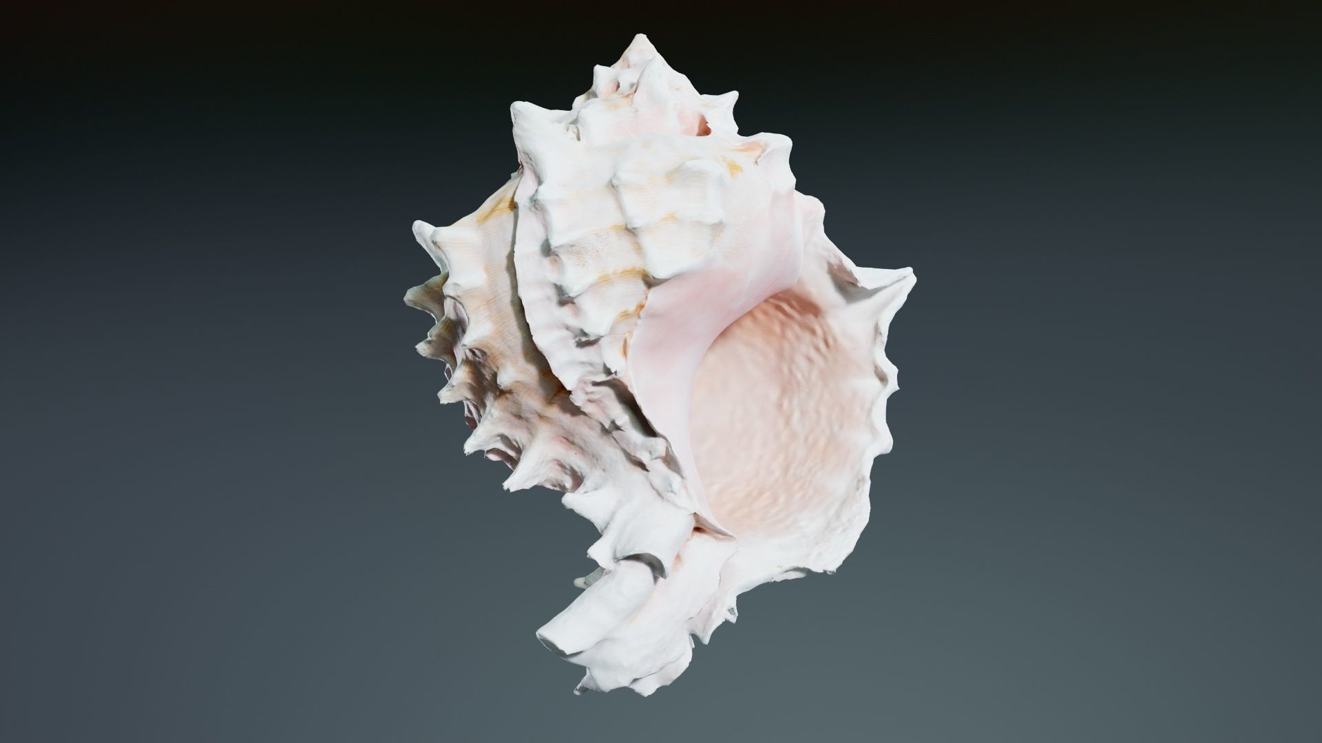 Shell Pink Low-poly 3D model_7