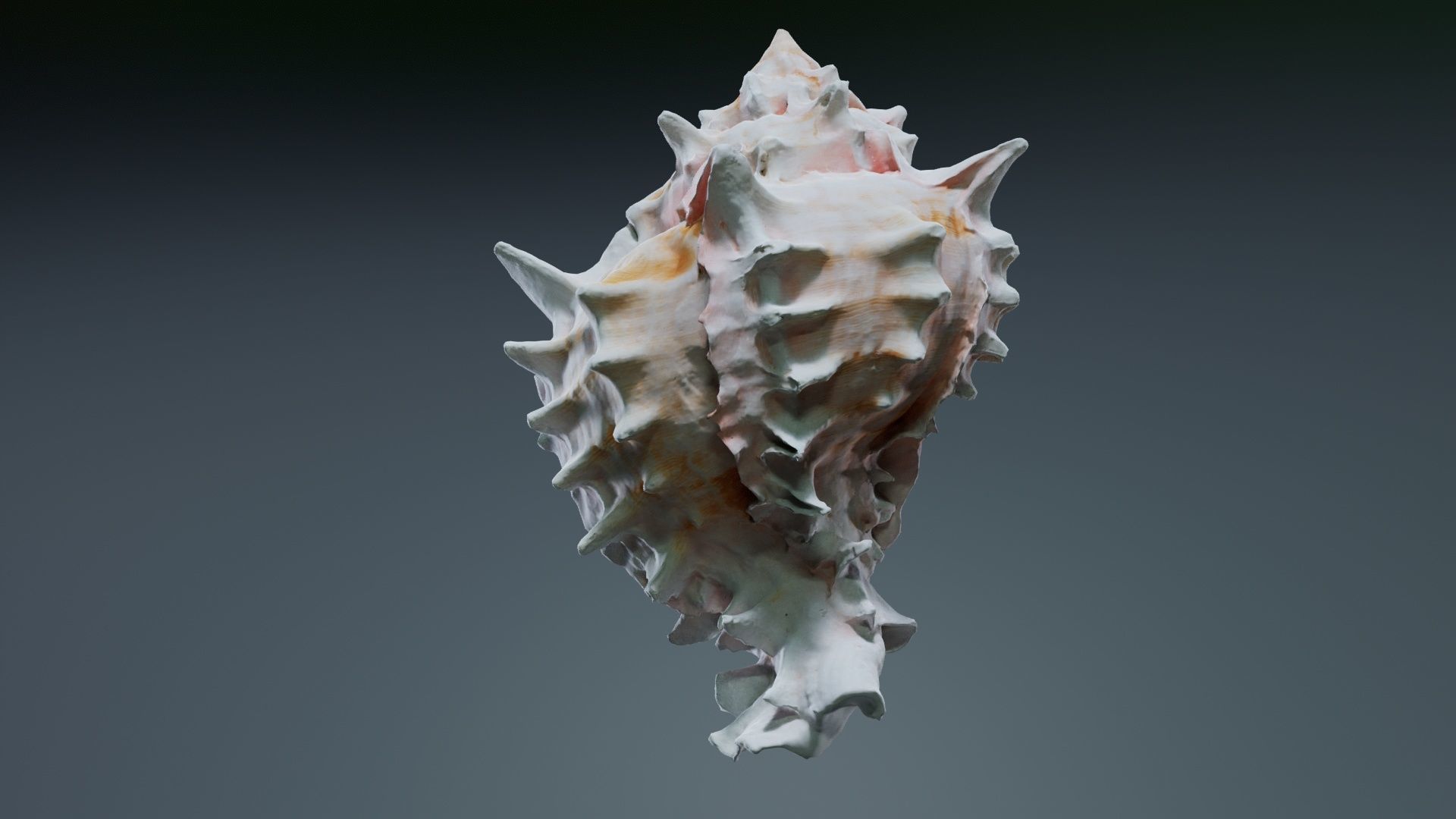 Shell Pink Low-poly 3D model_4