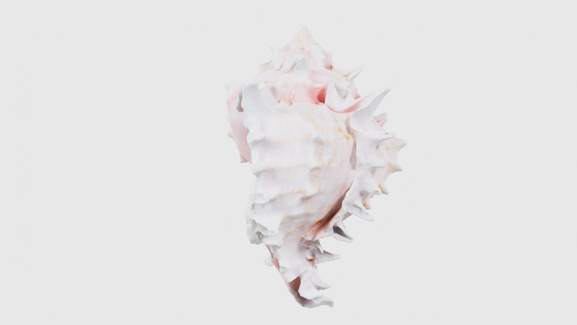 Shell Pink Low-poly 3D model_24