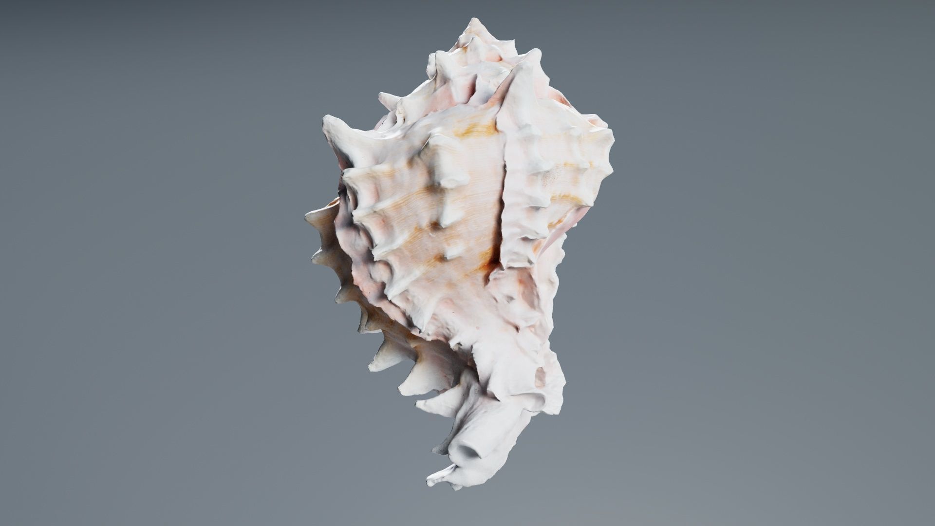 Shell Pink Low-poly 3D model_5