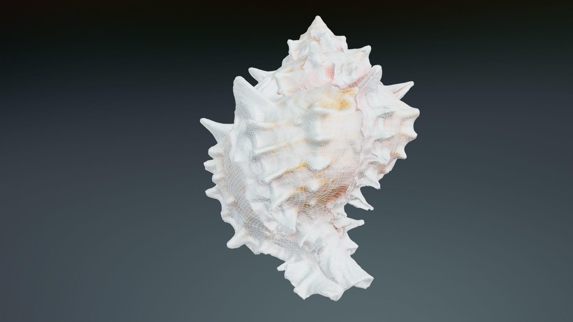 Shell Pink Low-poly 3D model_10
