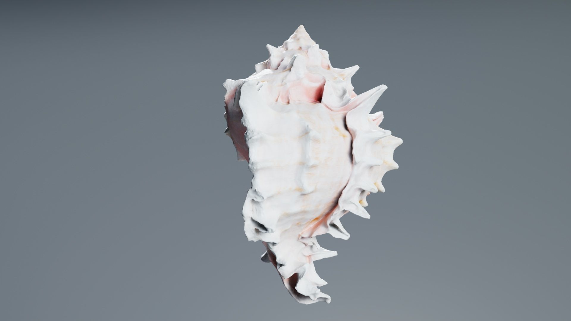Shell Pink Low-poly 3D model_2