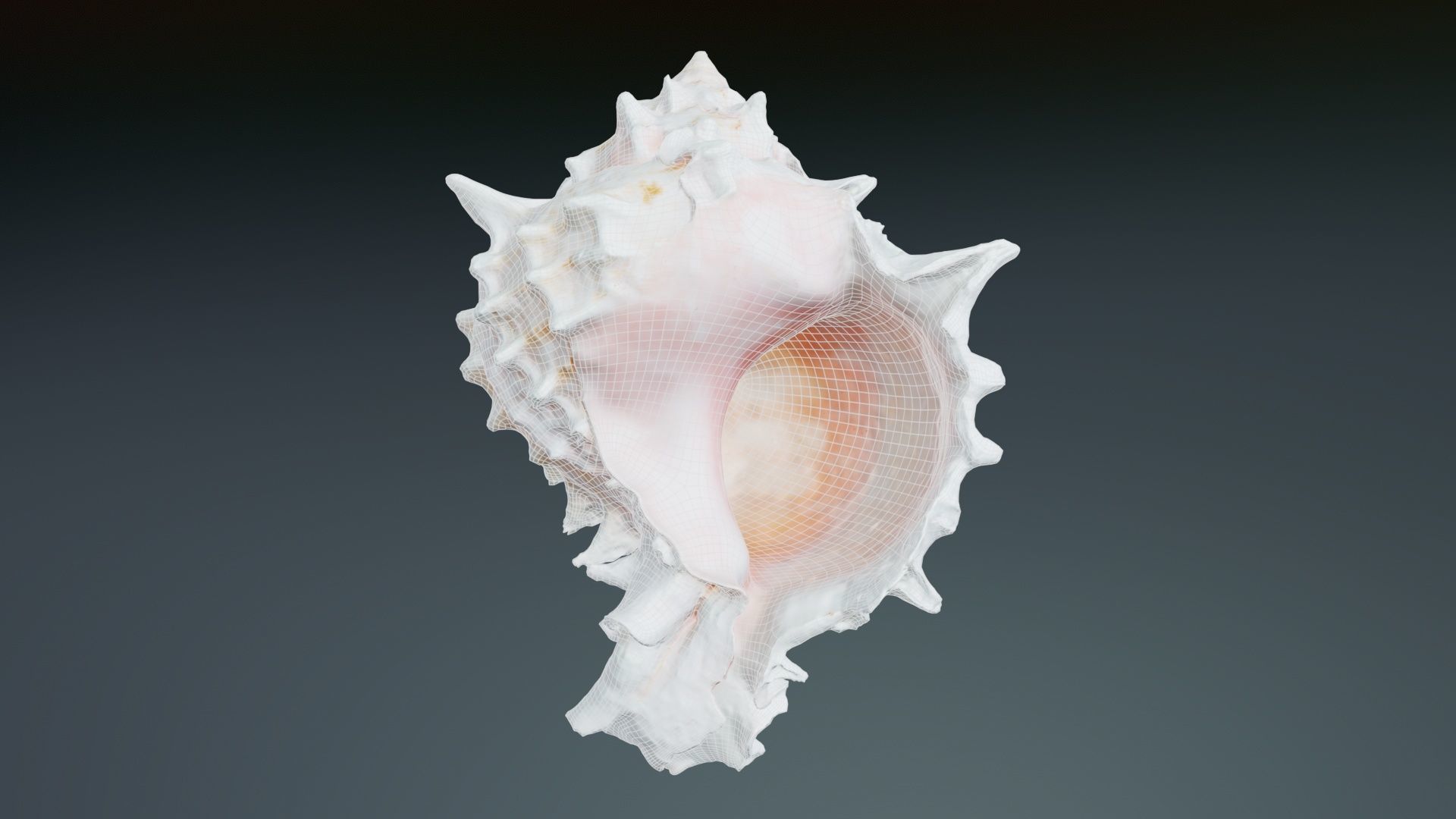 Shell Pink Low-poly 3D model_9