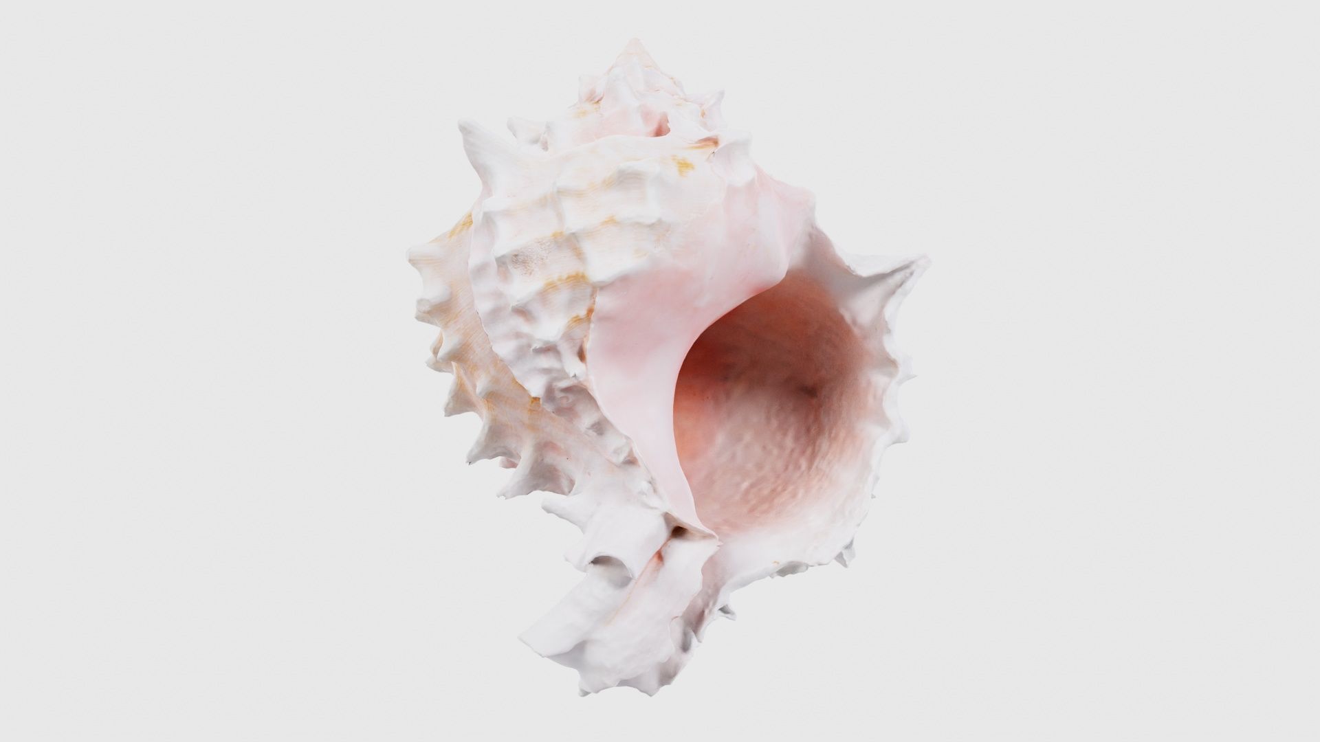 Shell Pink Low-poly 3D model_16