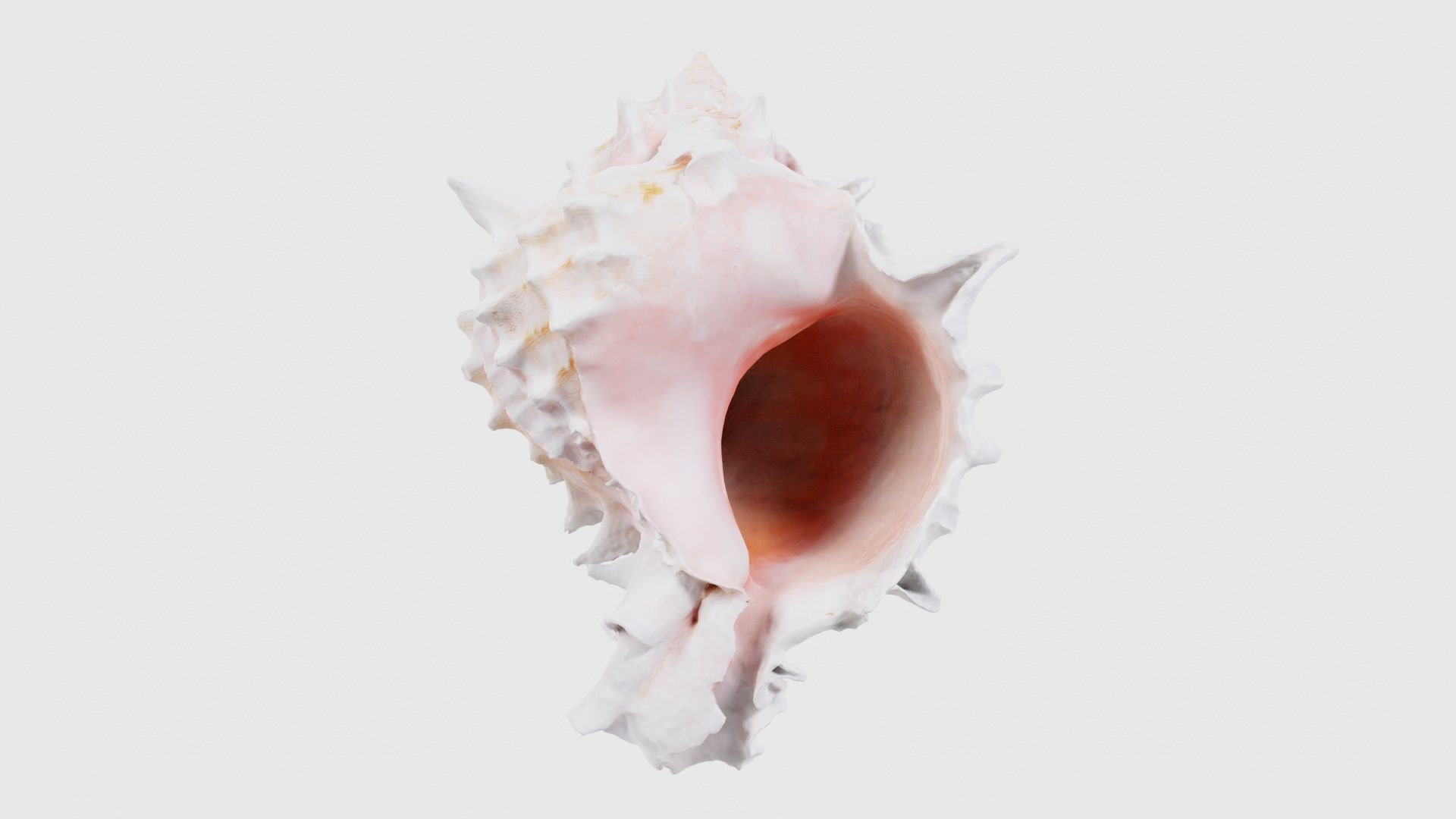 Shell Pink Low-poly 3D model_15