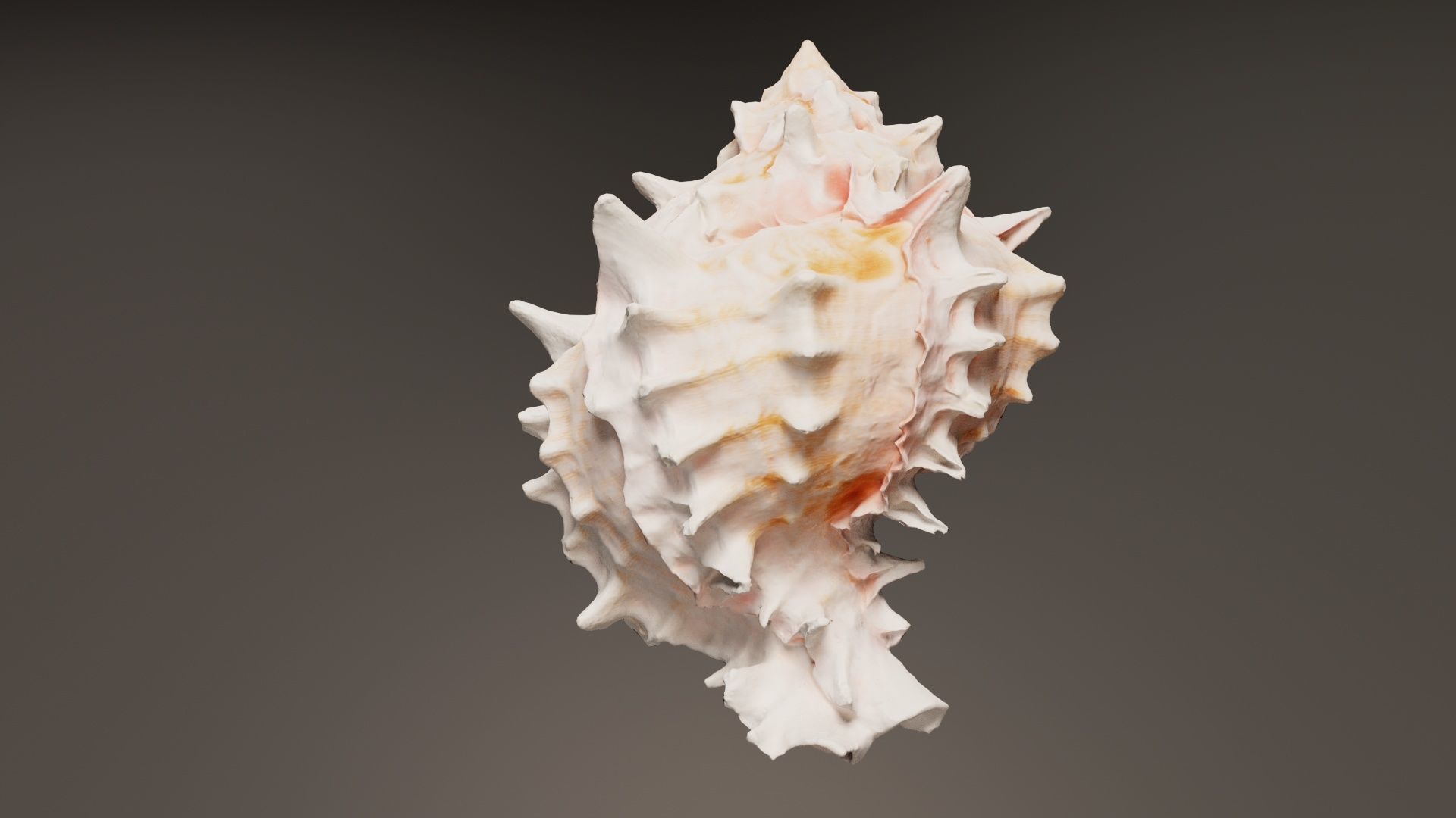 Shell Pink Low-poly 3D model_8