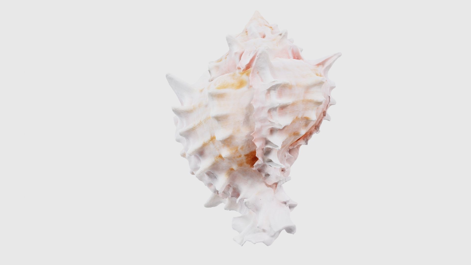 Shell Pink Low-poly 3D model_20