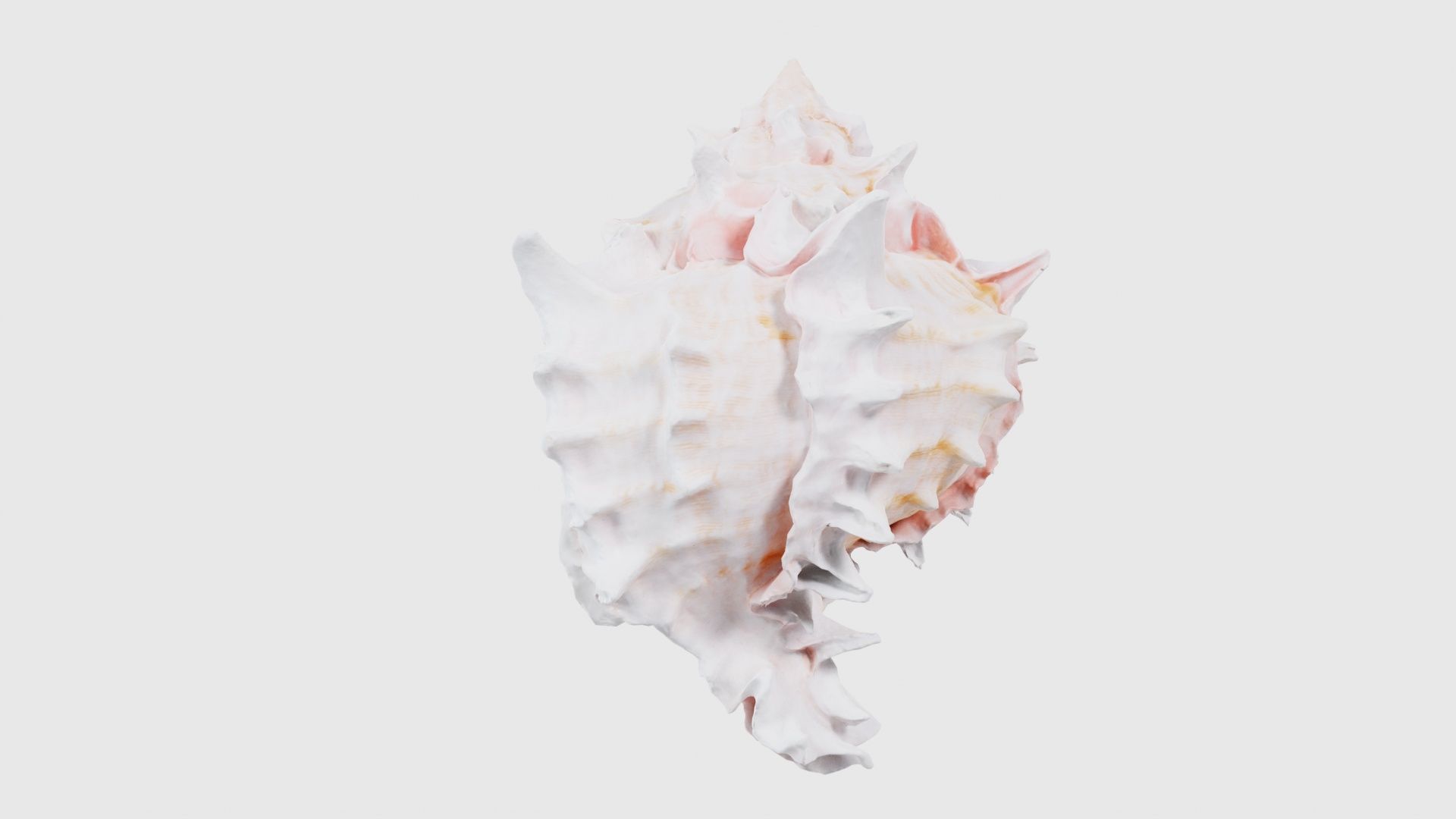 Shell Pink Low-poly 3D model_23
