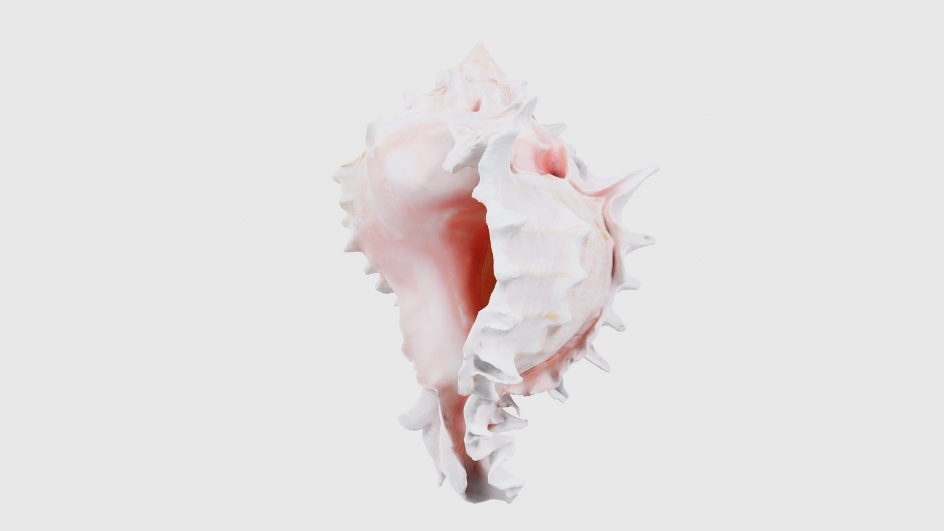 Shell Pink Low-poly 3D model_25