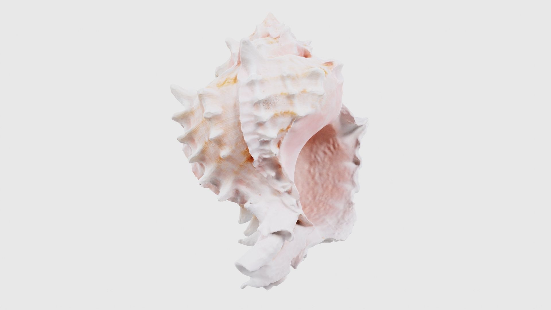 Shell Pink Low-poly 3D model_17