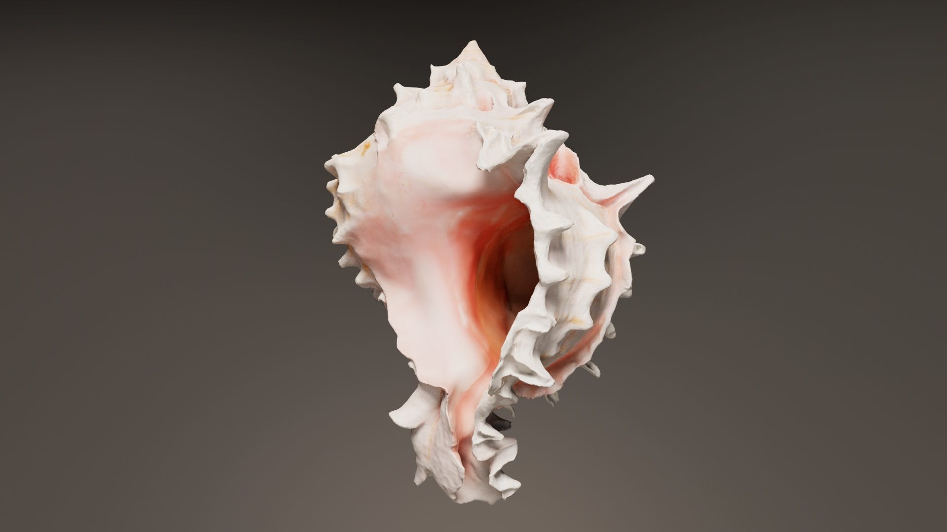 Shell Pink Low-poly 3D model_3