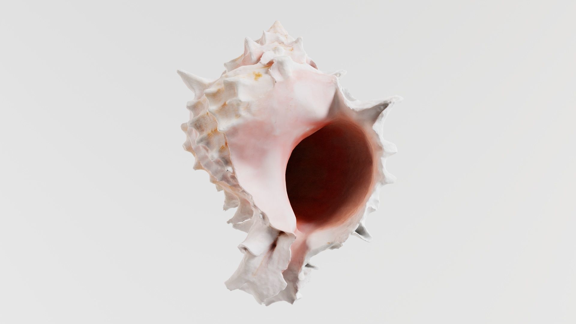 Shell Pink Low-poly 3D model_1