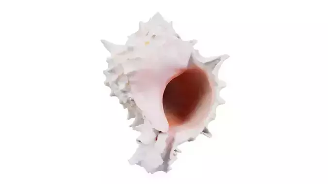 Shell Pink Low-poly 3D model Shell Pink Low-poly 3D model