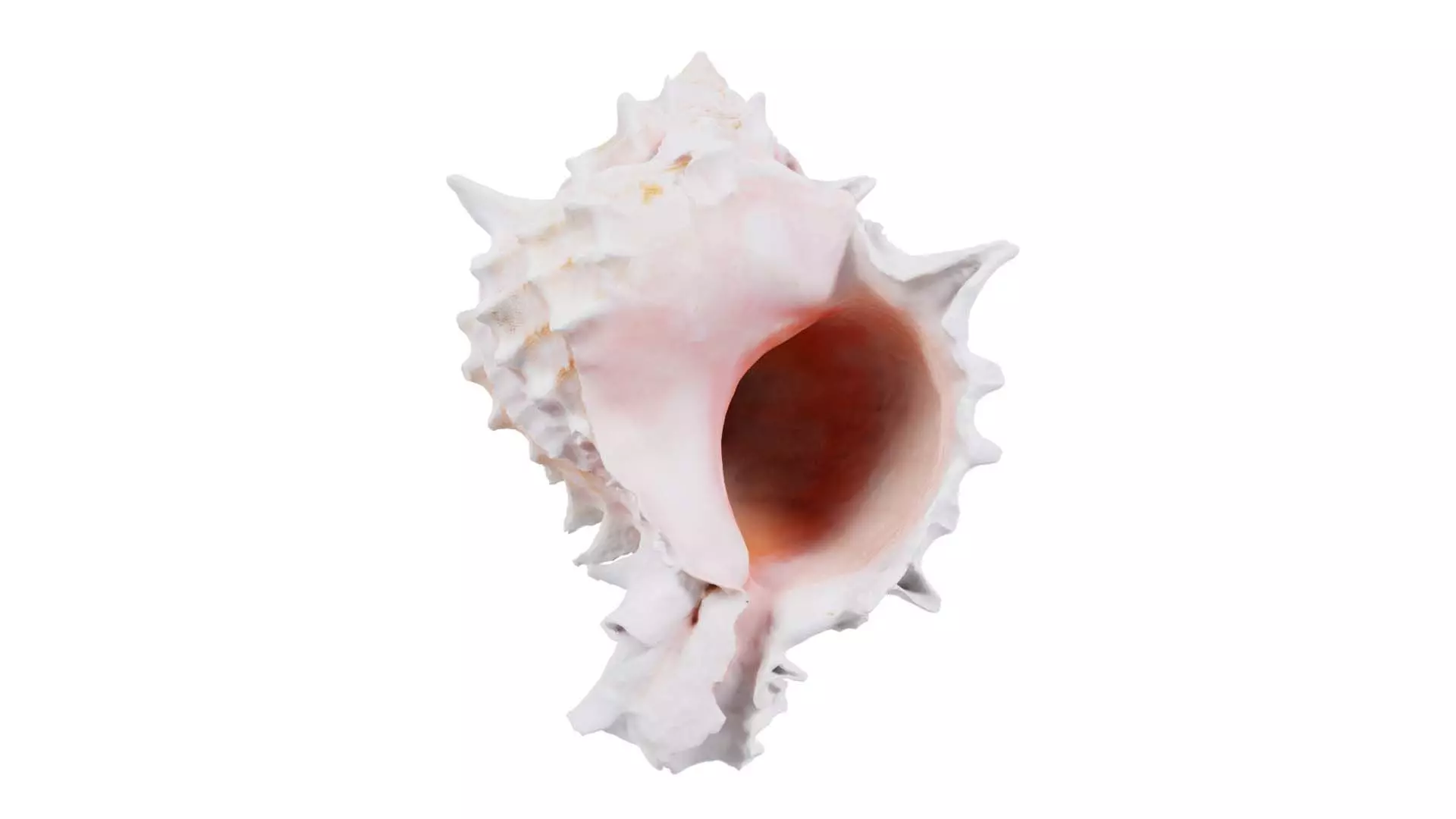 Shell Pink Low-poly 3D model_0
