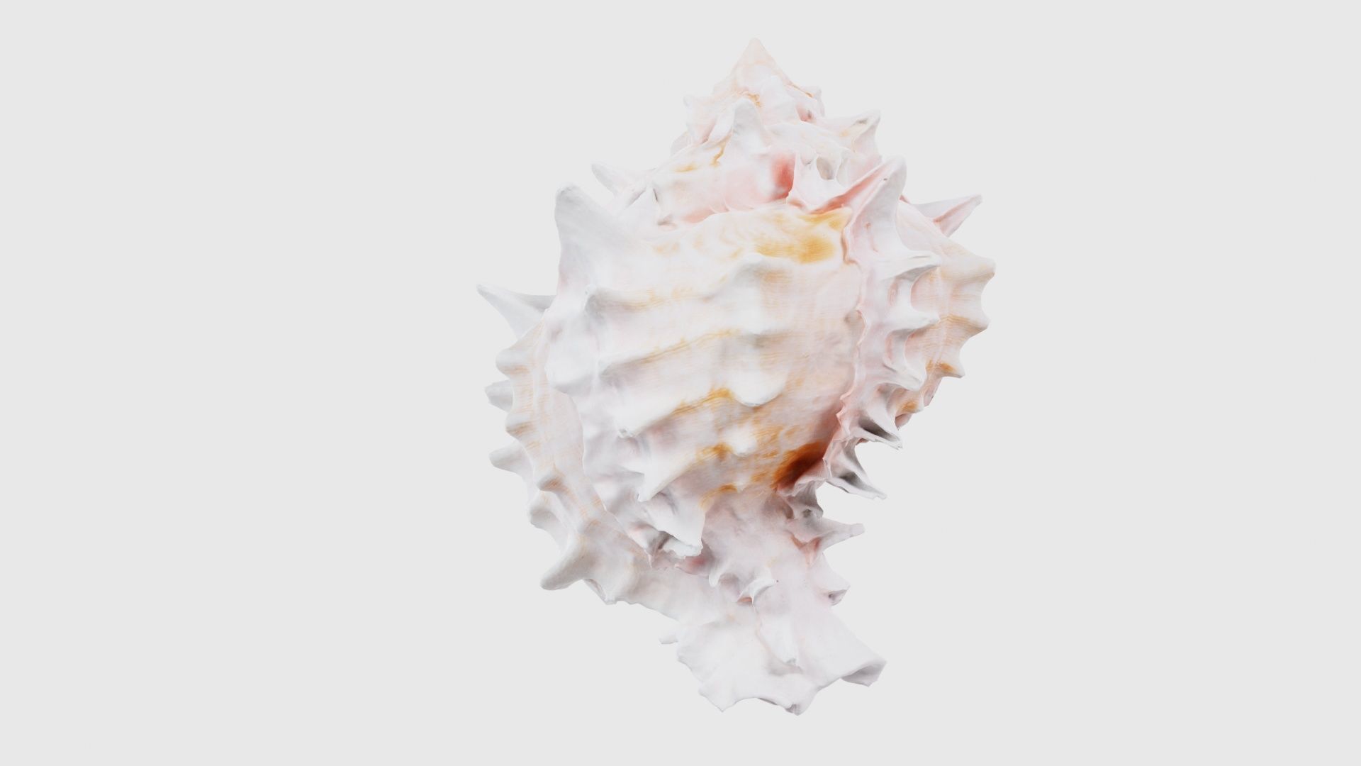 Shell Pink Low-poly 3D model_21