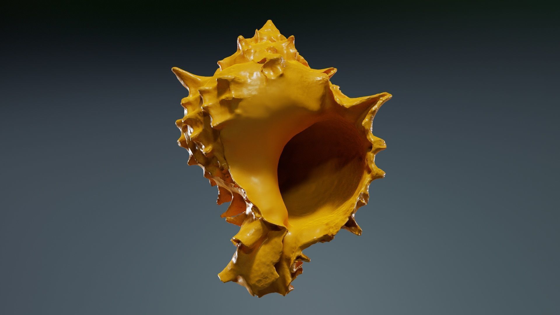 Shell Pink Low-poly 3D model_12