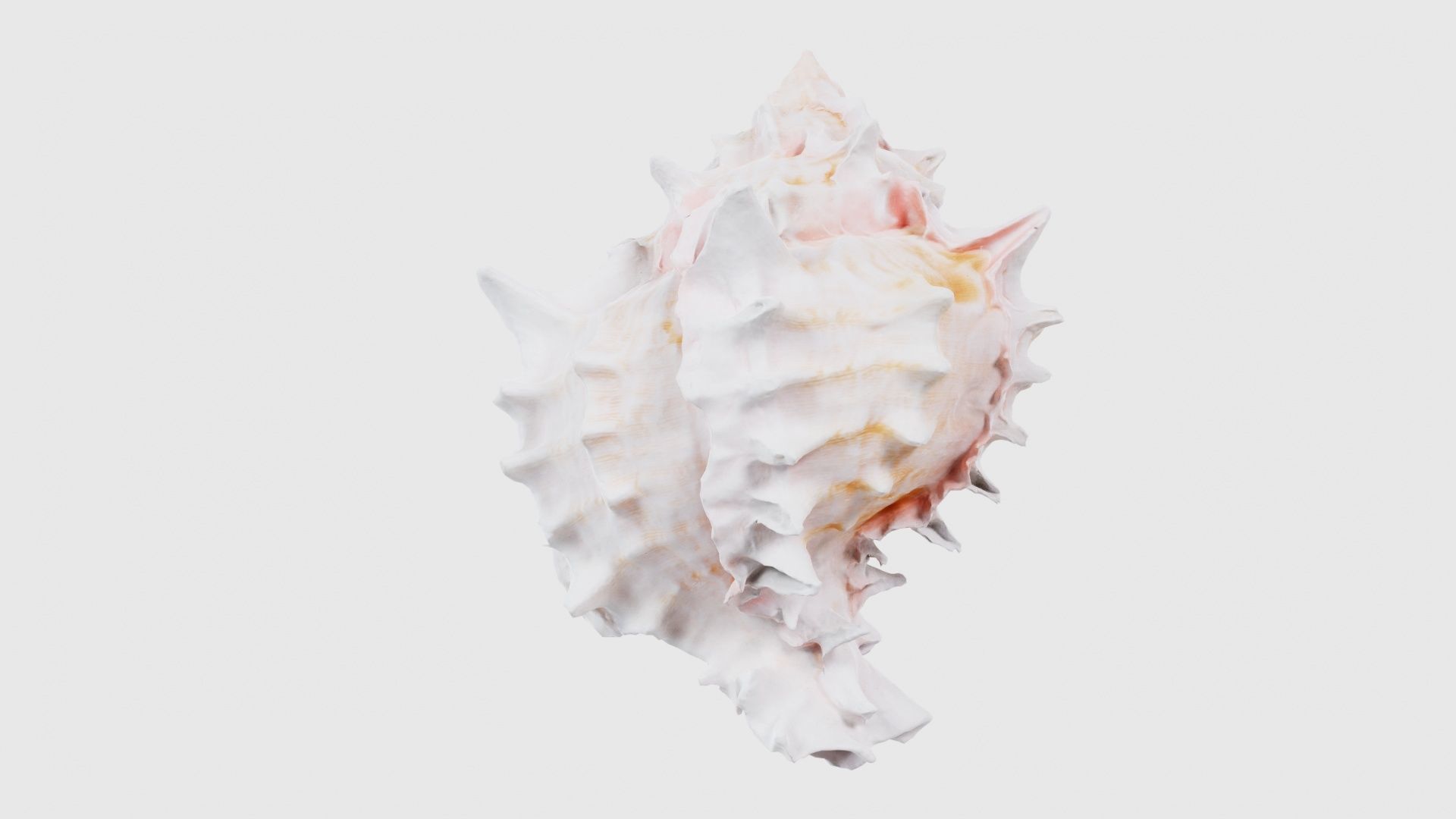Shell Pink Low-poly 3D model_22