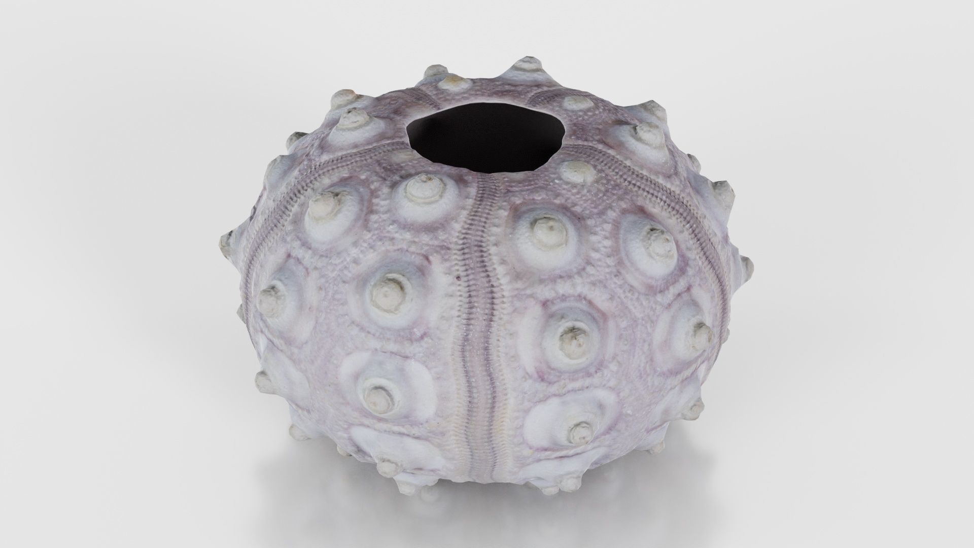 Sputnik Sea Urchin Low-poly 3D model_18