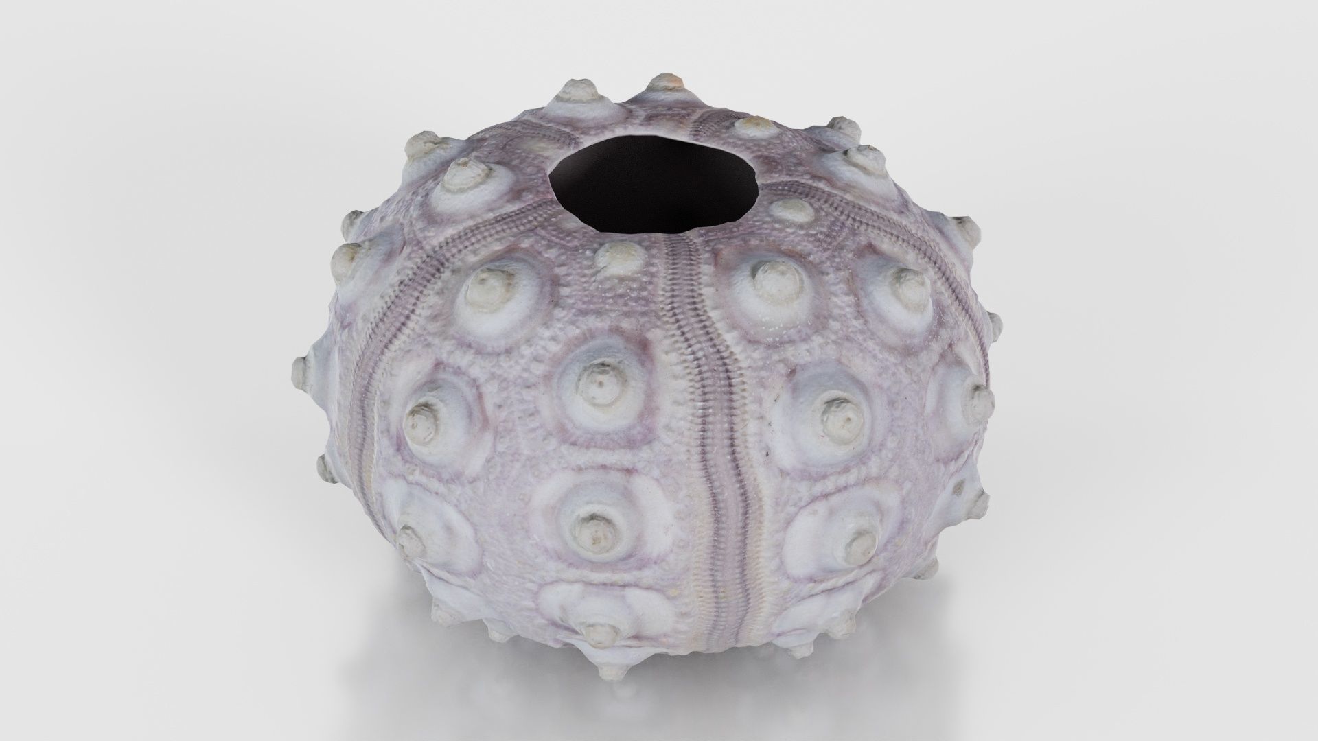 Sputnik Sea Urchin Low-poly 3D model_16