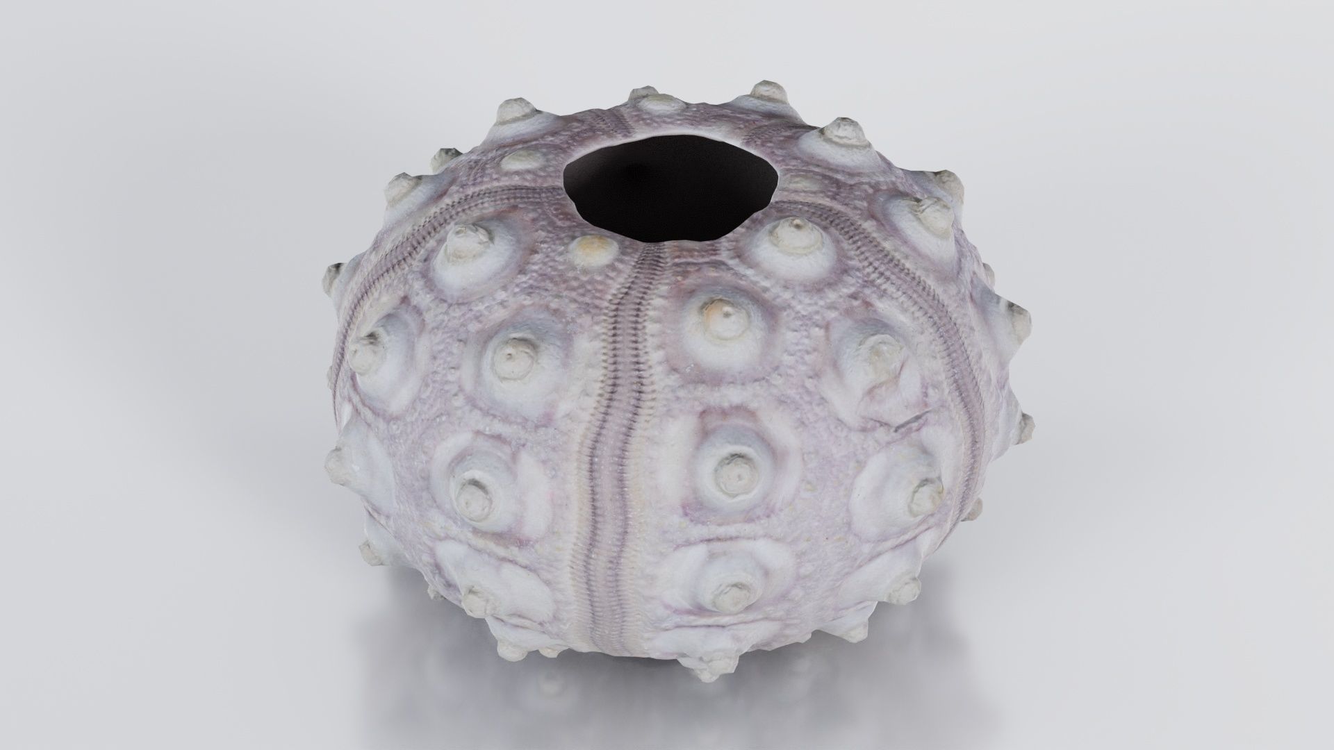 Sputnik Sea Urchin Low-poly 3D model_6