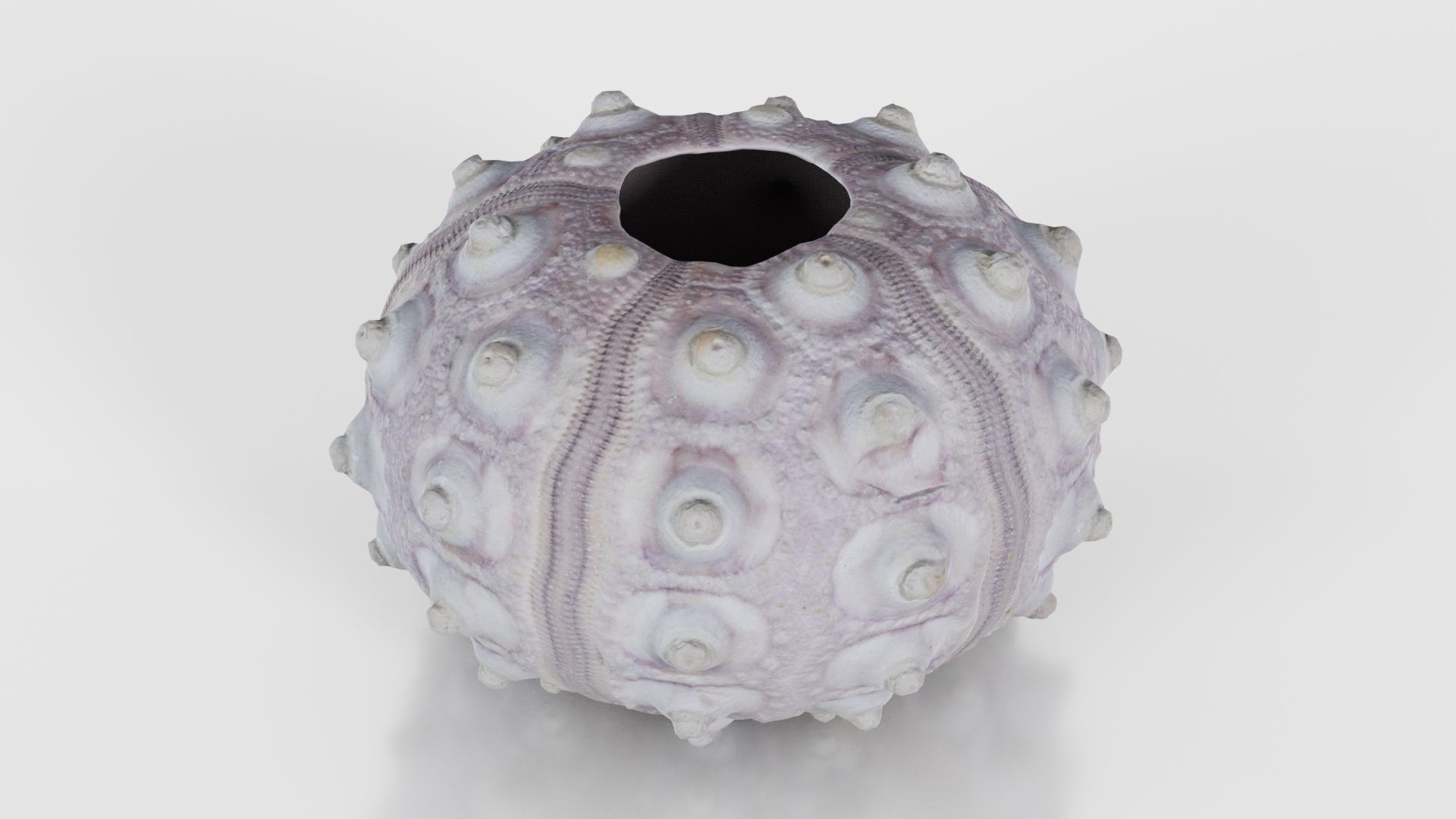 Sputnik Sea Urchin Low-poly 3D model_22