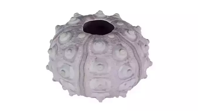 Sputnik Sea Urchin Low-poly 3D model Sputnik Sea Urchin Low-poly 3D model