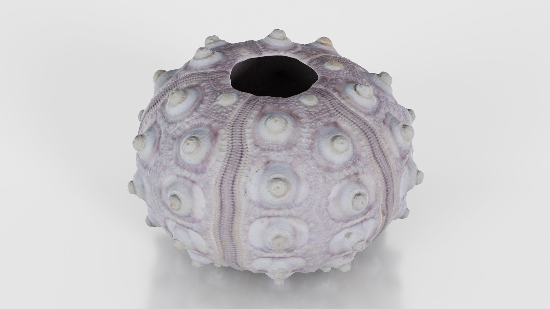 Sputnik Sea Urchin Low-poly 3D model_15