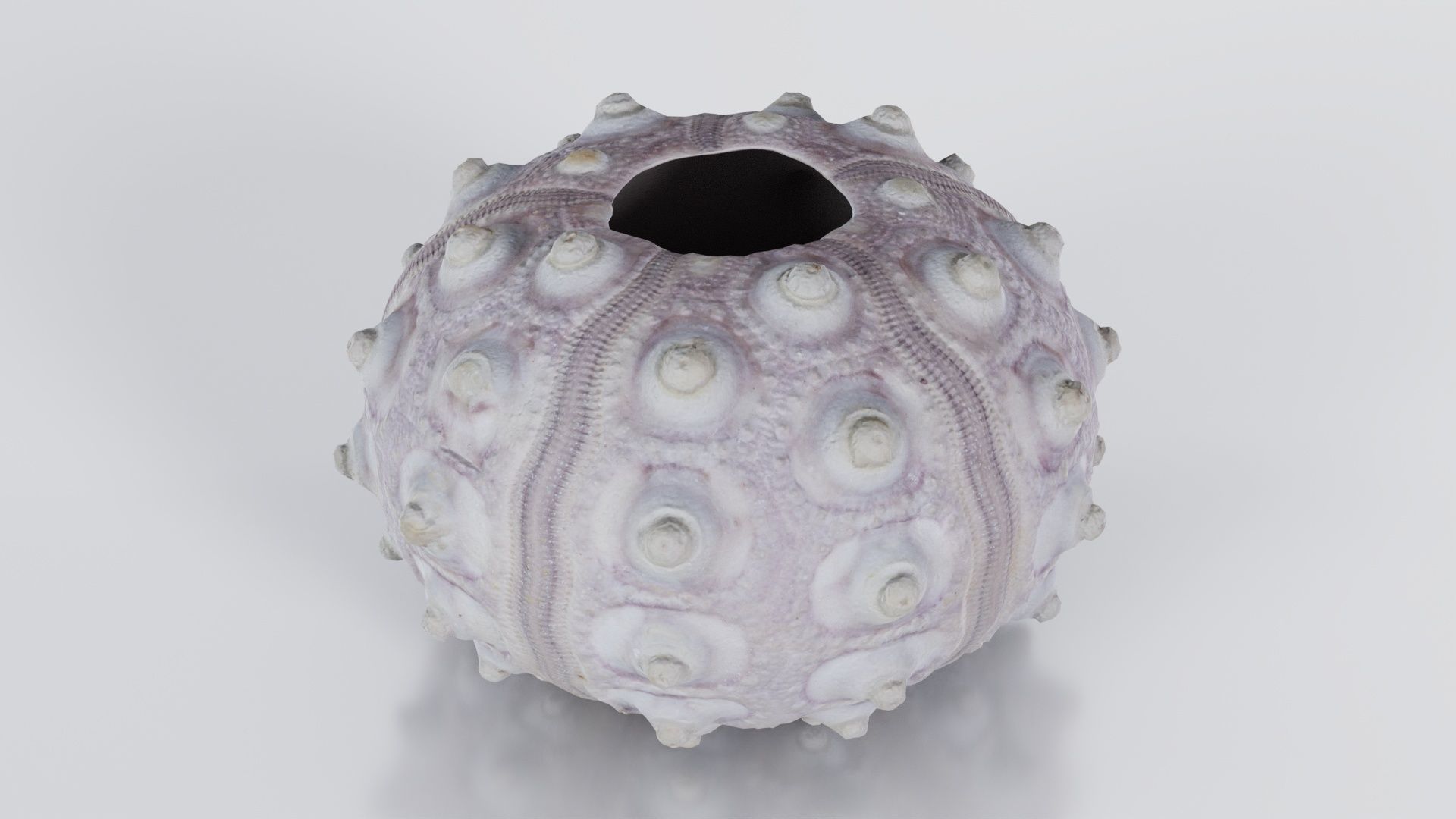 Sputnik Sea Urchin Low-poly 3D model_4