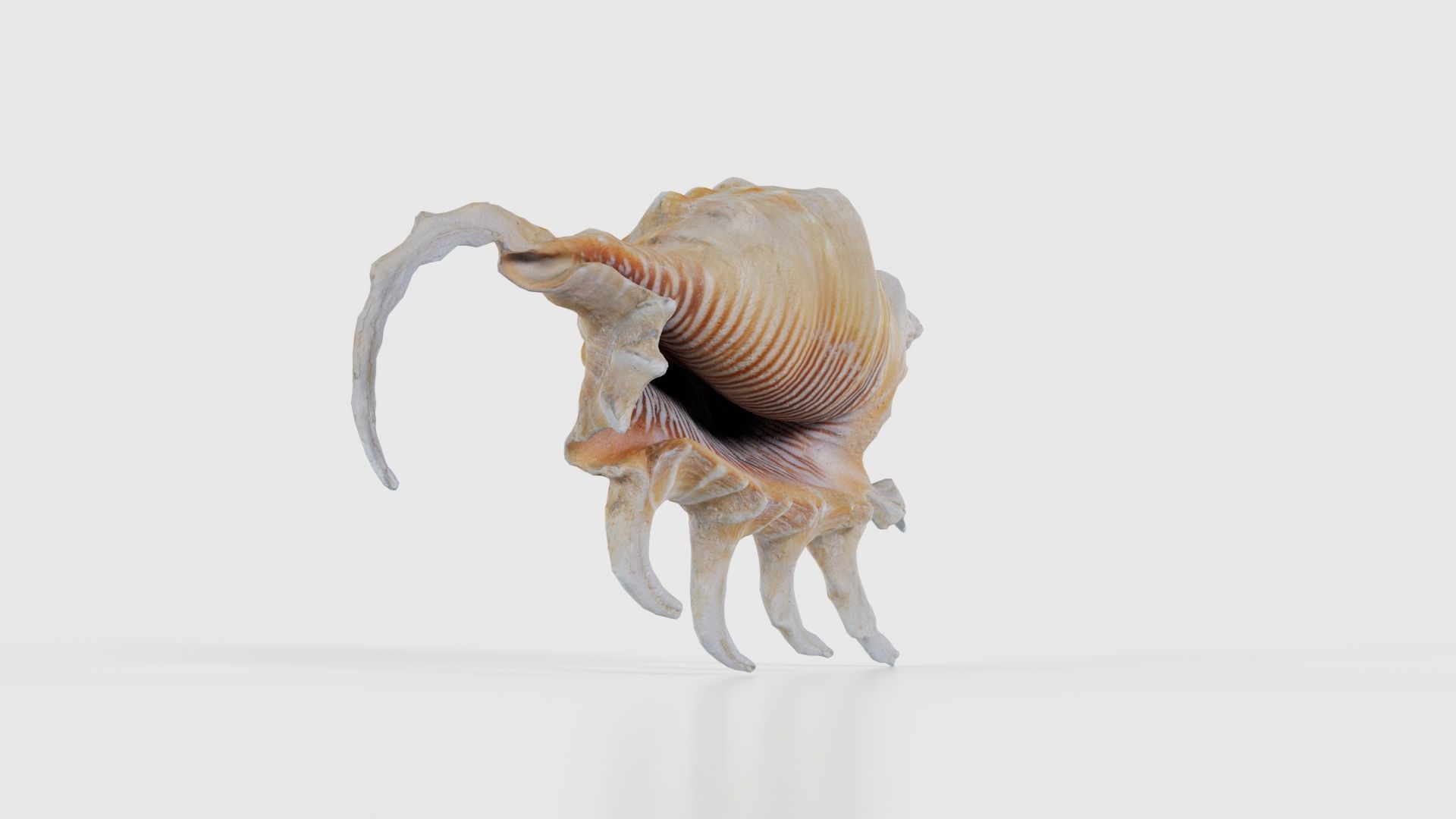 Strombidae Lambis Scorpius Indomaris Seashell Low-poly 3D model_17