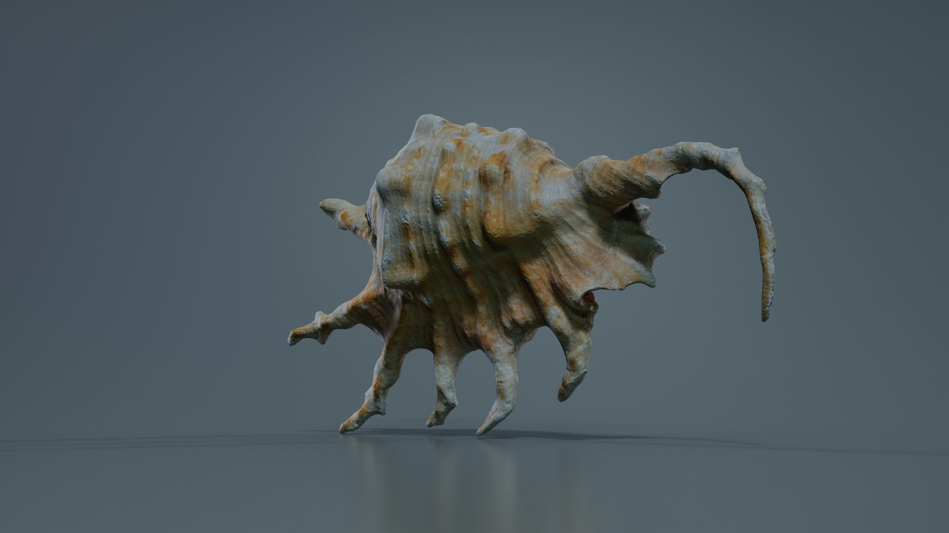 Strombidae Lambis Scorpius Indomaris Seashell Low-poly 3D model_6