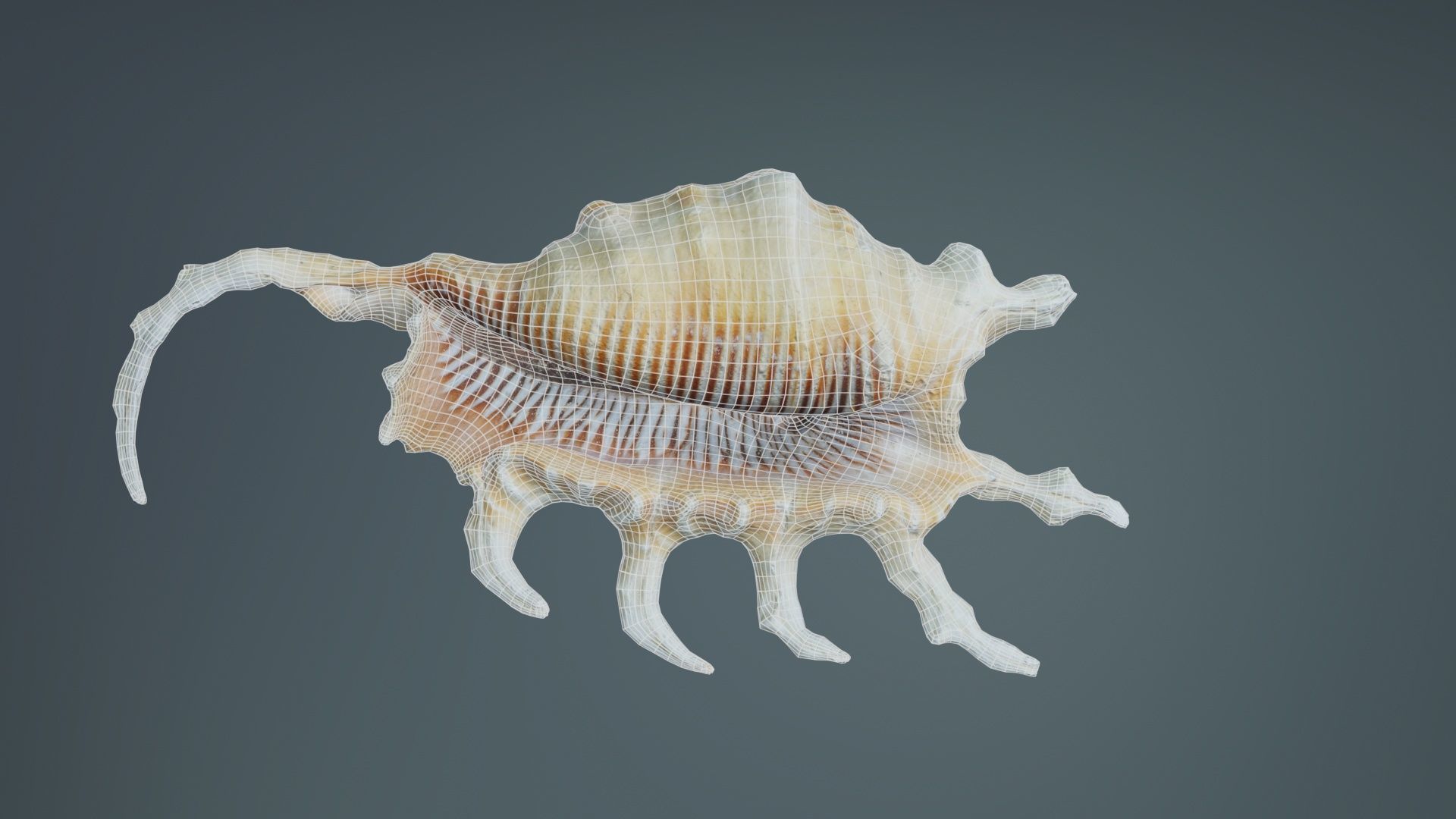 Strombidae Lambis Scorpius Indomaris Seashell Low-poly 3D model_9