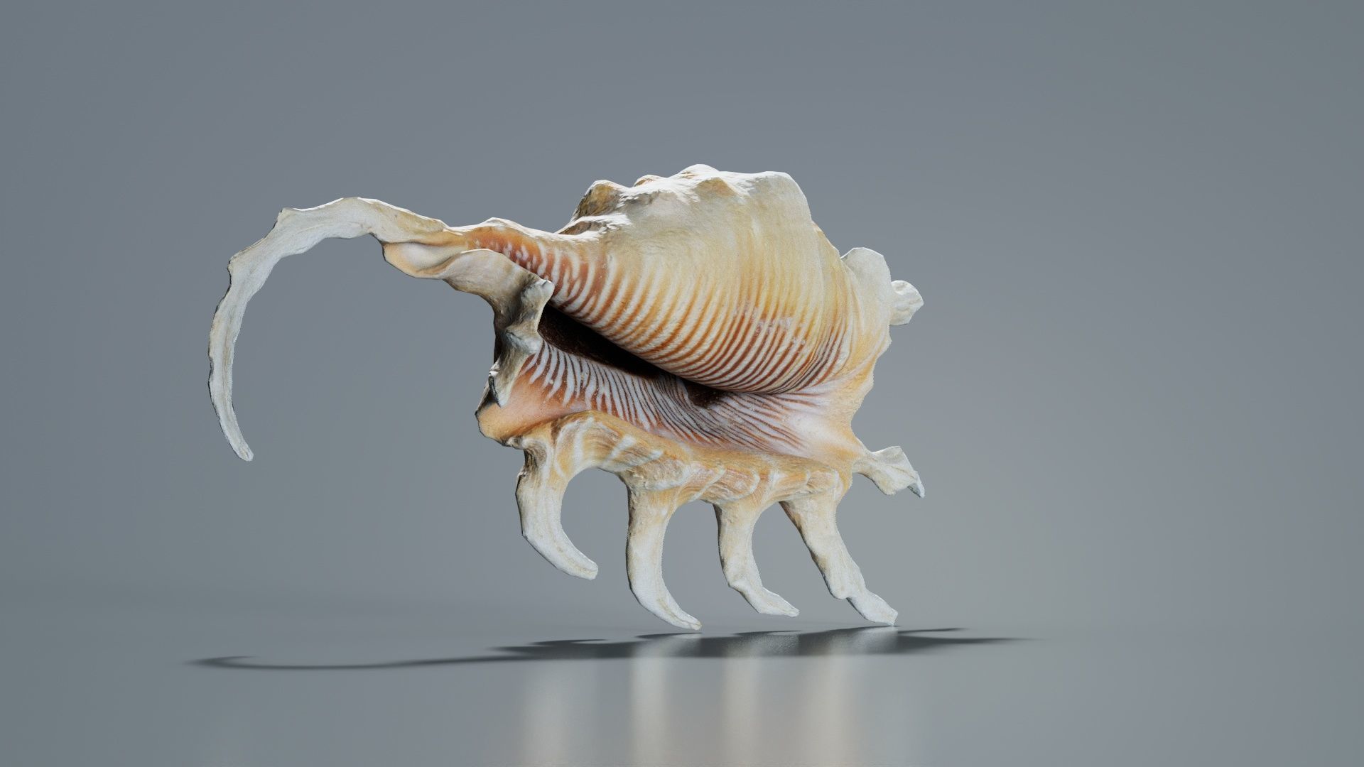 Strombidae Lambis Scorpius Indomaris Seashell Low-poly 3D model_3
