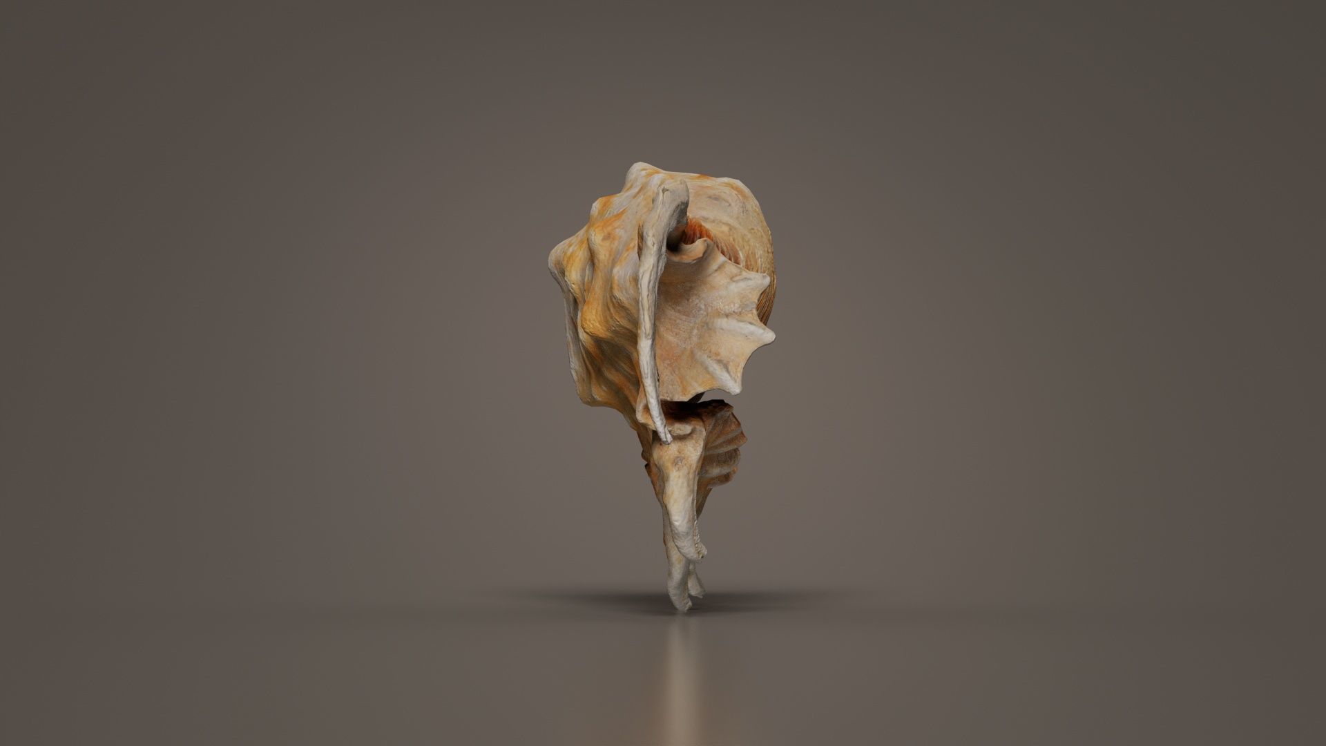Strombidae Lambis Scorpius Indomaris Seashell Low-poly 3D model_1