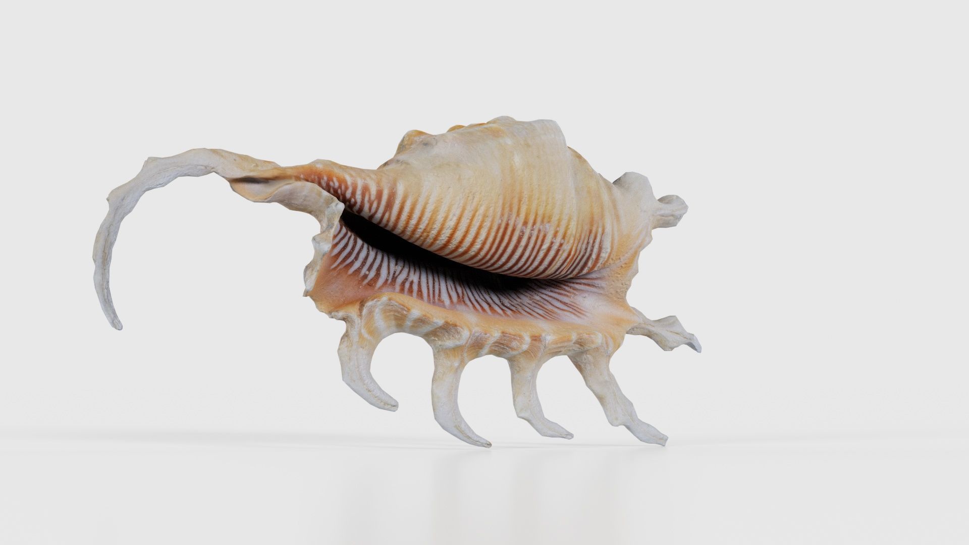 Strombidae Lambis Scorpius Indomaris Seashell Low-poly 3D model_16