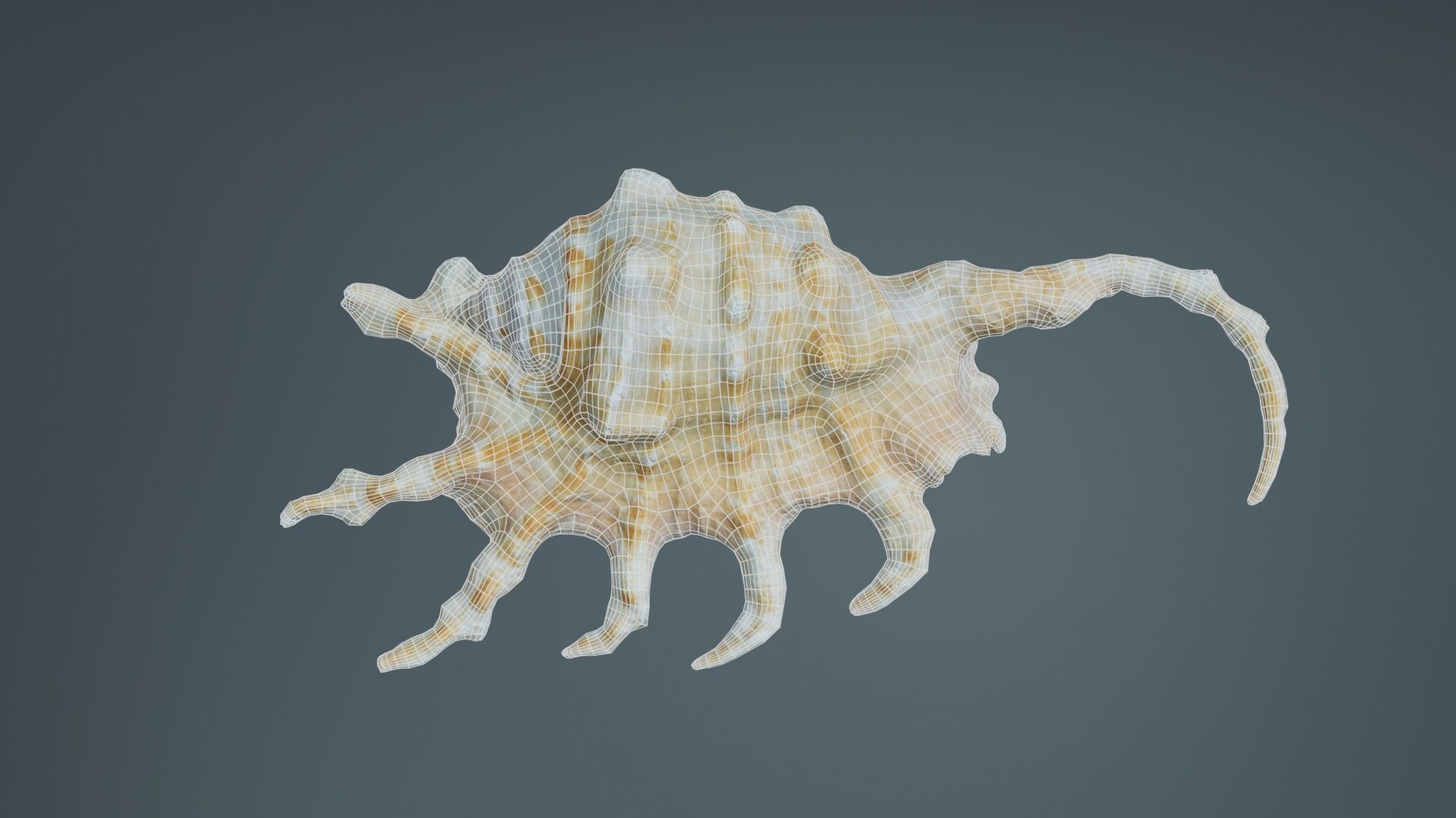 Strombidae Lambis Scorpius Indomaris Seashell Low-poly 3D model_10