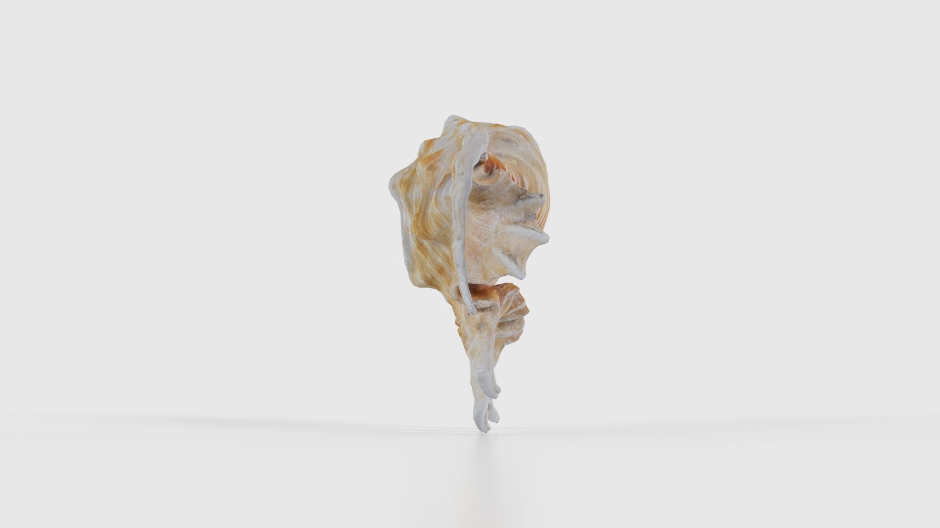Strombidae Lambis Scorpius Indomaris Seashell Low-poly 3D model_18