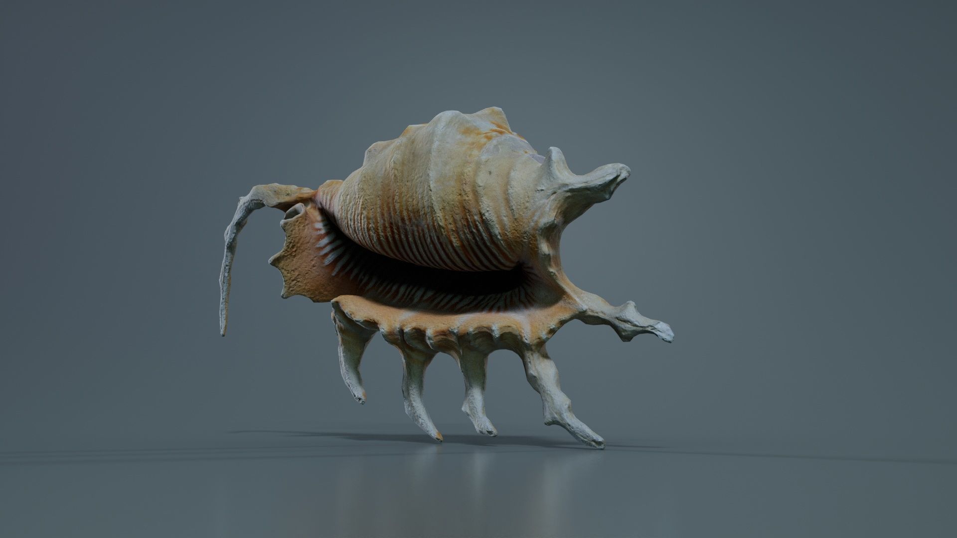 Strombidae Lambis Scorpius Indomaris Seashell Low-poly 3D model_5