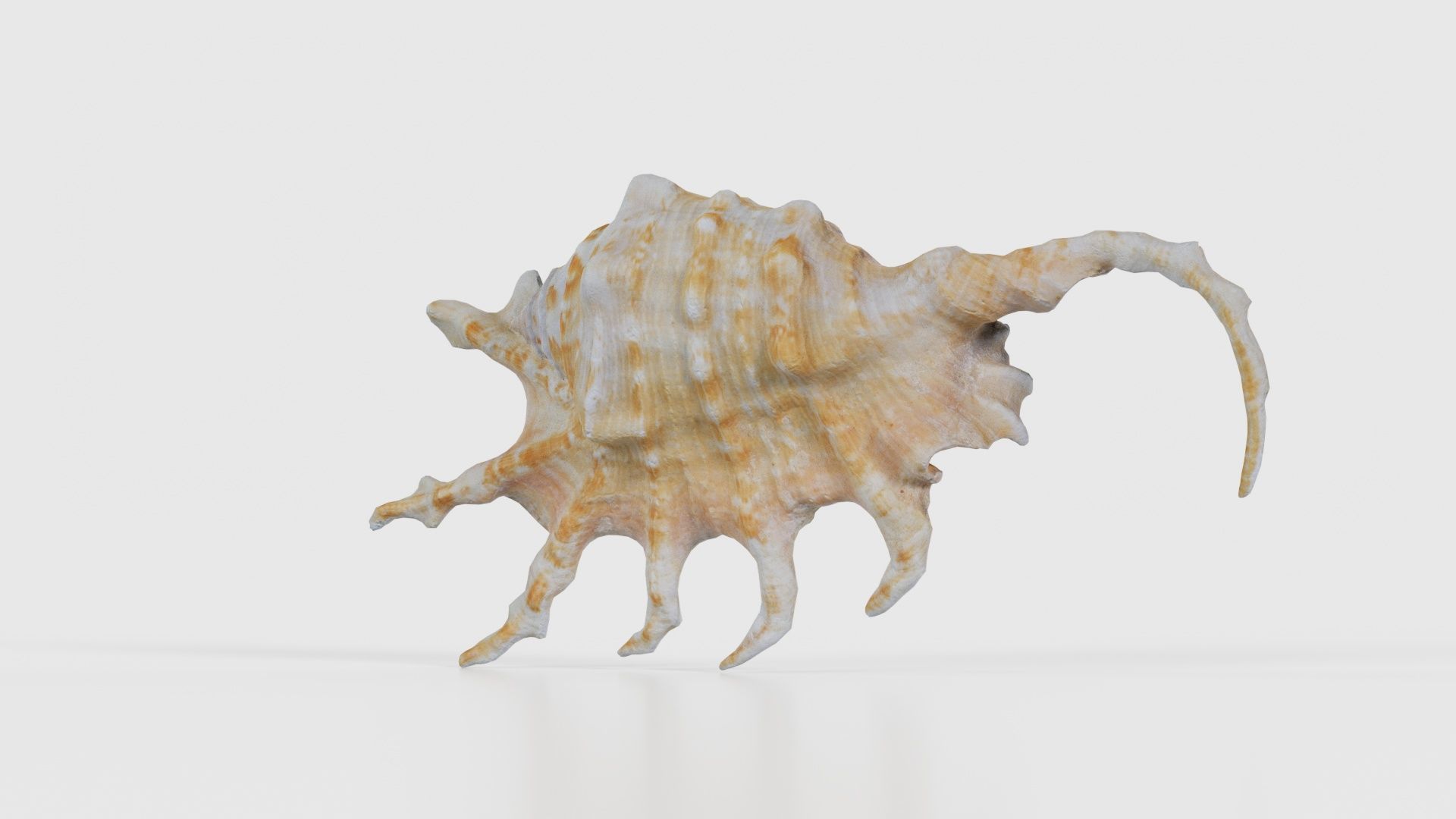 Strombidae Lambis Scorpius Indomaris Seashell Low-poly 3D model_20