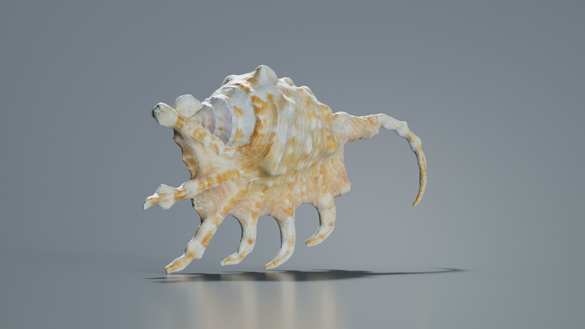 Strombidae Lambis Scorpius Indomaris Seashell Low-poly 3D model_7