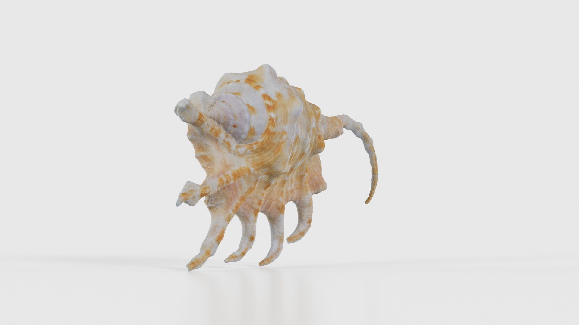Strombidae Lambis Scorpius Indomaris Seashell Low-poly 3D model_23