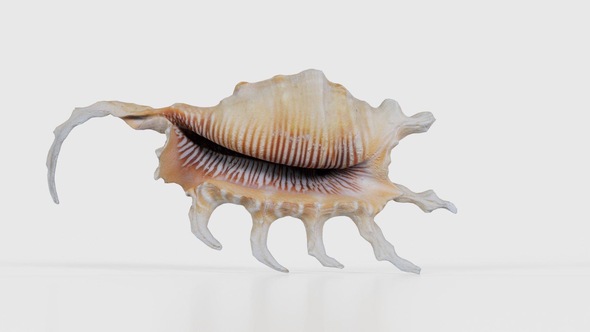 Strombidae Lambis Scorpius Indomaris Seashell Low-poly 3D model_15