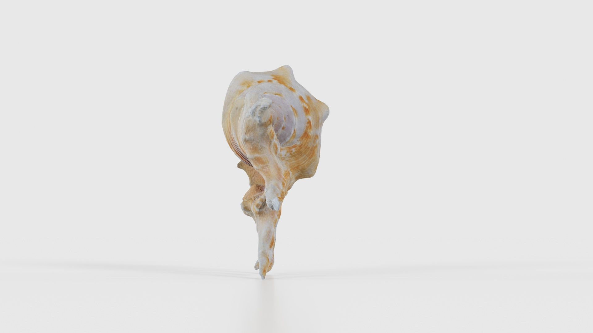 Strombidae Lambis Scorpius Indomaris Seashell Low-poly 3D model_24