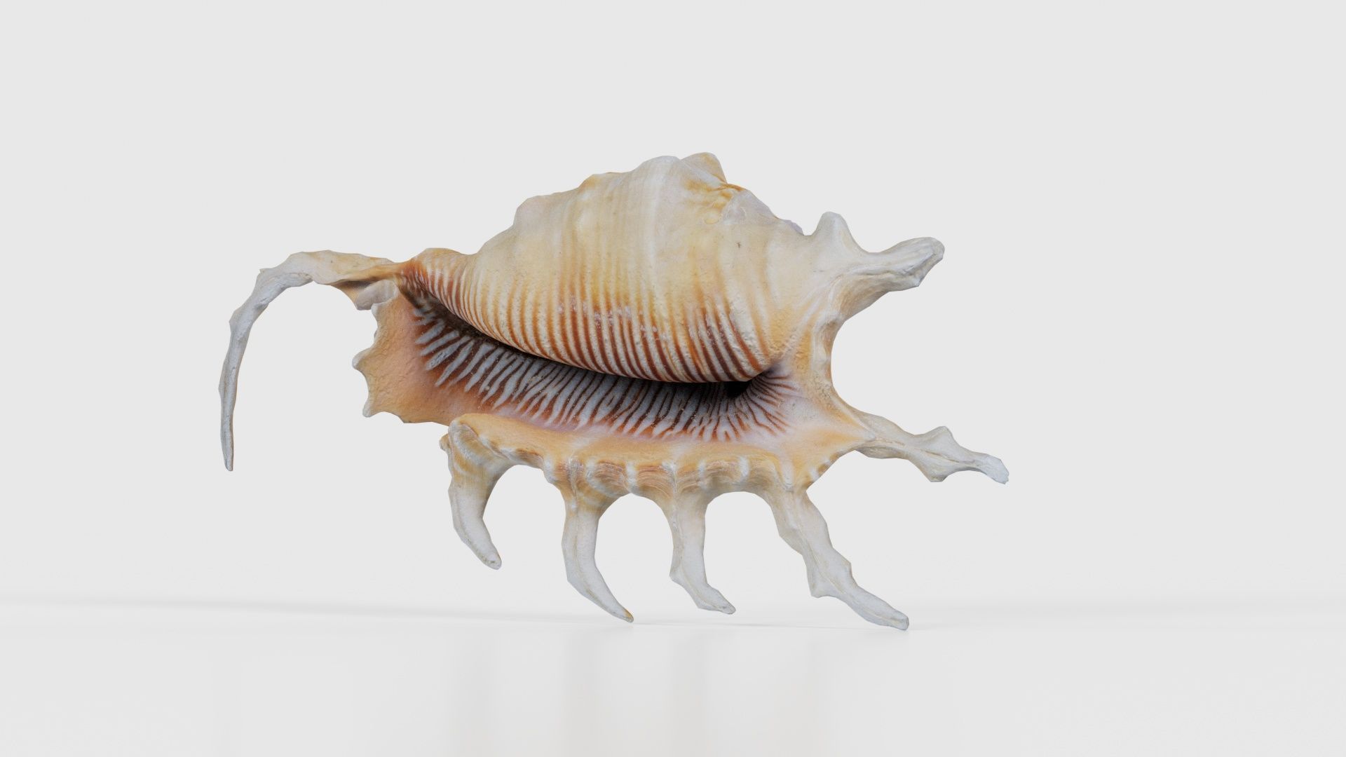 Strombidae Lambis Scorpius Indomaris Seashell Low-poly 3D model_26