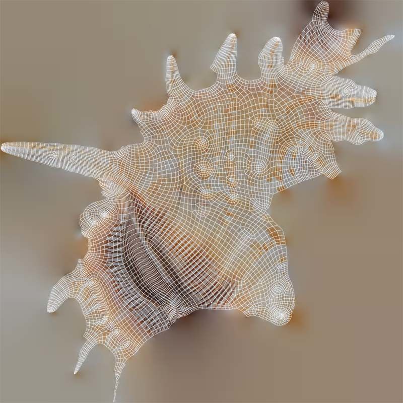 Strombidae Lambis Scorpius Indomaris Seashell Low-poly 3D model_14